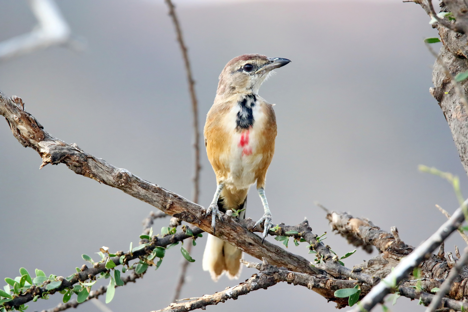 Rosenwürger,Juveniles Weibchen