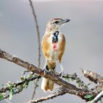 Rosenwürger,Juveniles Weibchen