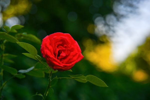 Rosenzauber am Morgen