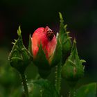 Rosenzauber im Garten
