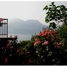 Rosenzeit am Gardasee