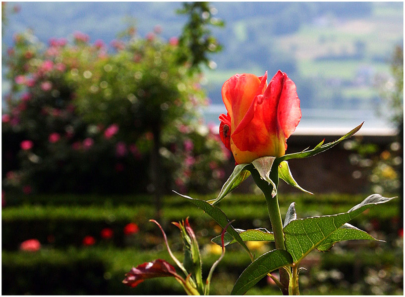 Rosenzeit auf Schloss Heidegg (6)