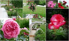 Rosenzeit in meinem Garten