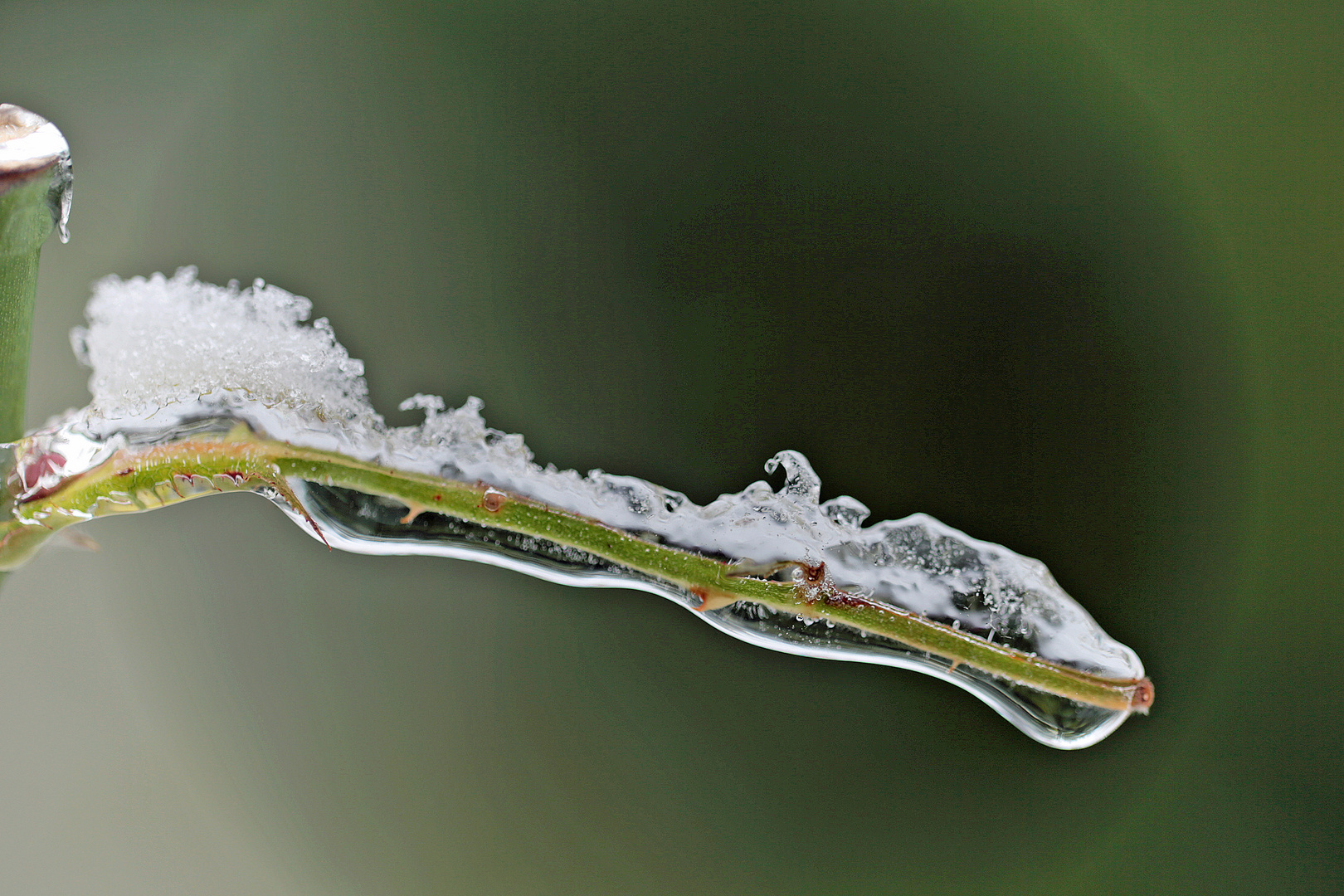 Rosenzweig im Eismantel