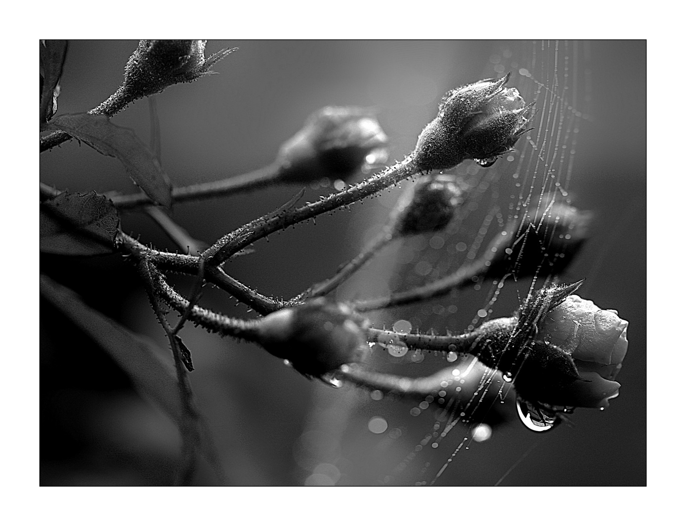 Rosenzweig mit Spinnennetz