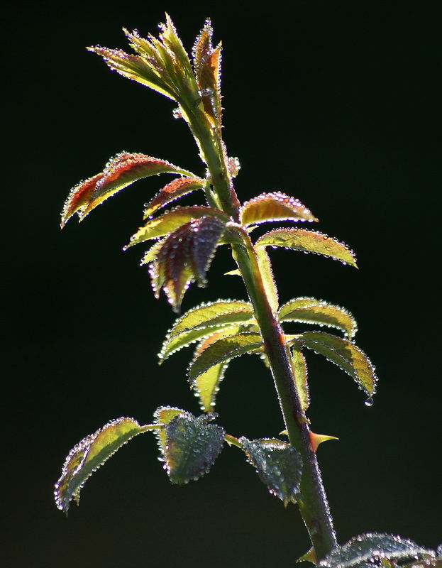 Rosenzweig mit Tautropfen