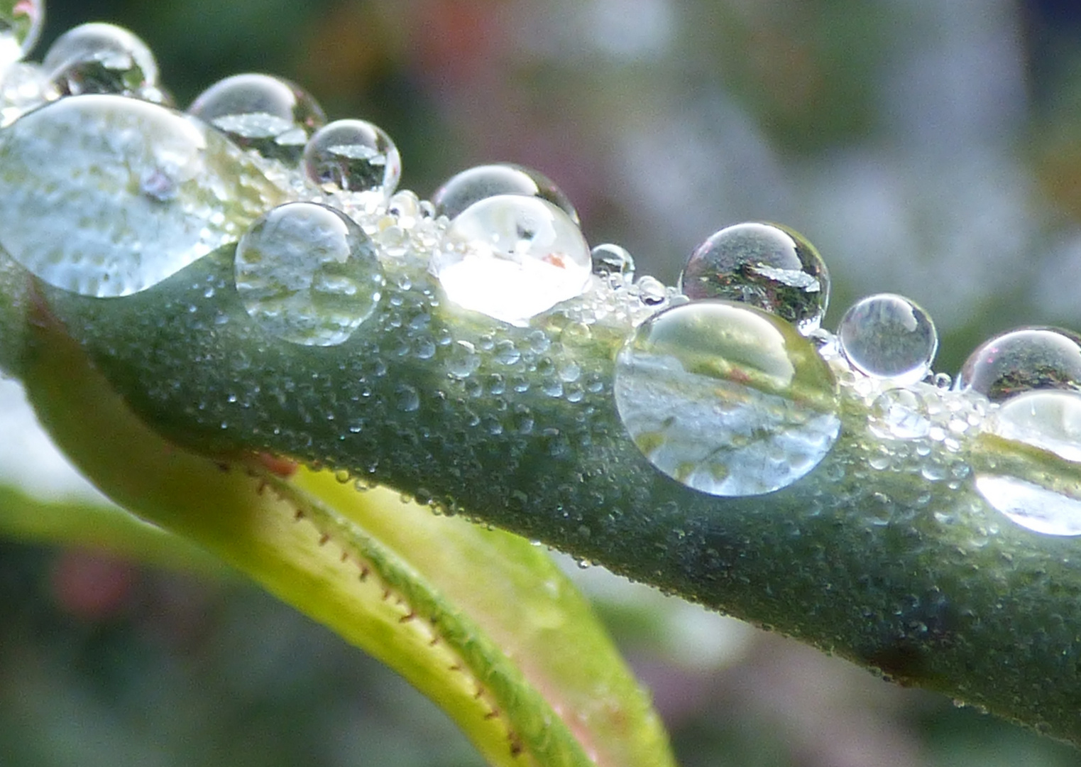 Rosenzweig mit Wasserperlen