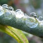 Rosenzweig mit Wasserperlen