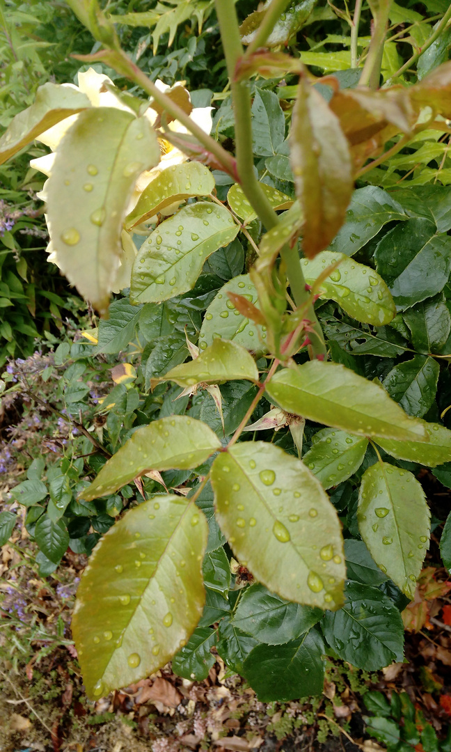 Rosenzweig mit Wassertröpfchen