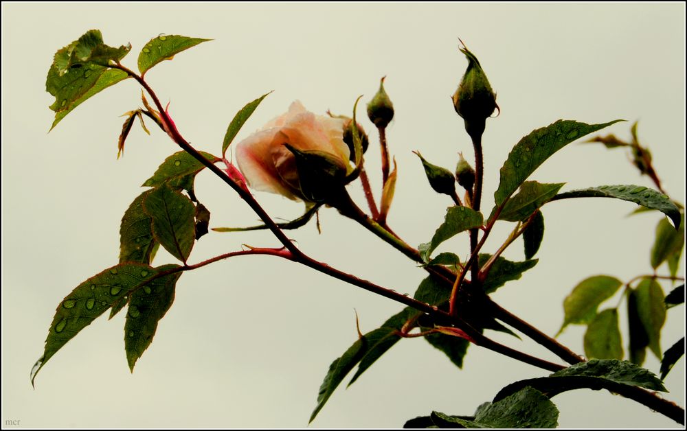 Rosenzweig vor dem Unwetterhimmel