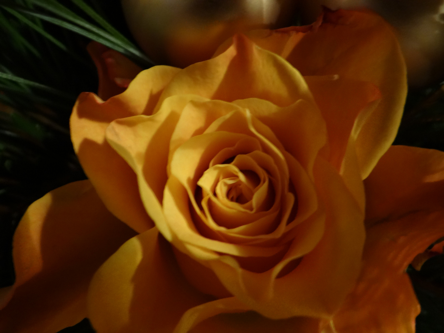 Rose_orange