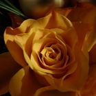 Rose_orange