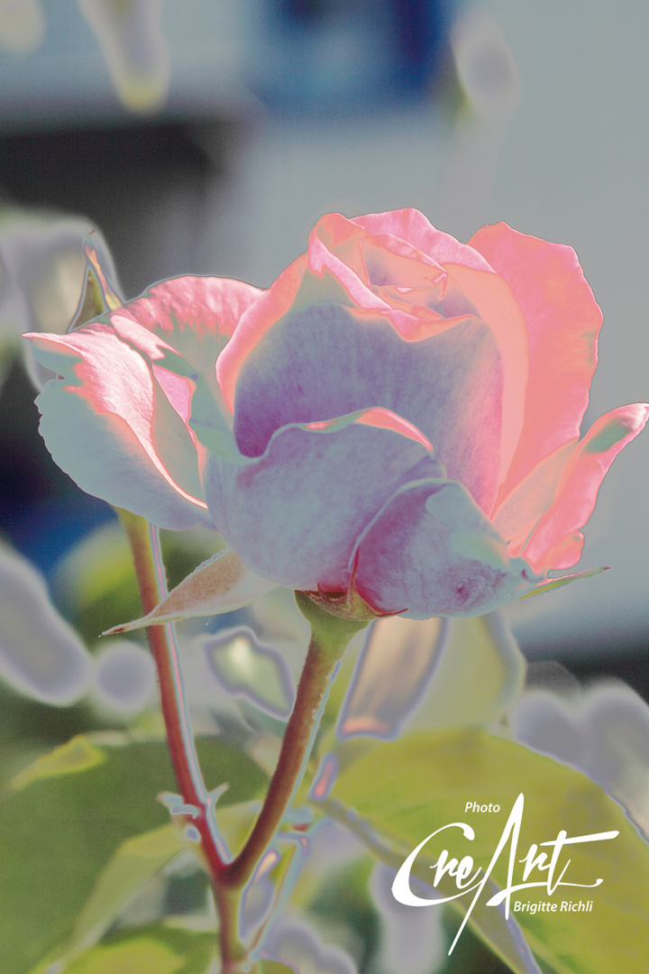 rose_pastell_010_03