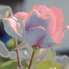 rose_pastell_010_03