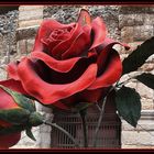 Rose..per l'"amabile Rosina".....