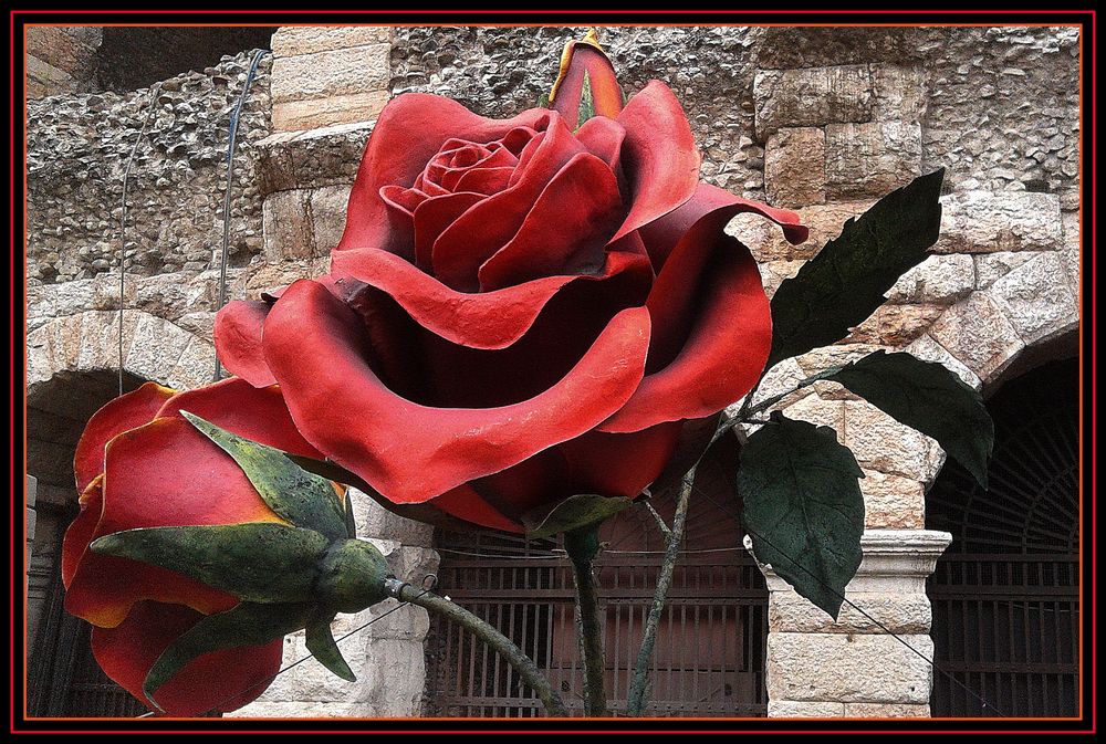 Rose..per l'"amabile Rosina".....