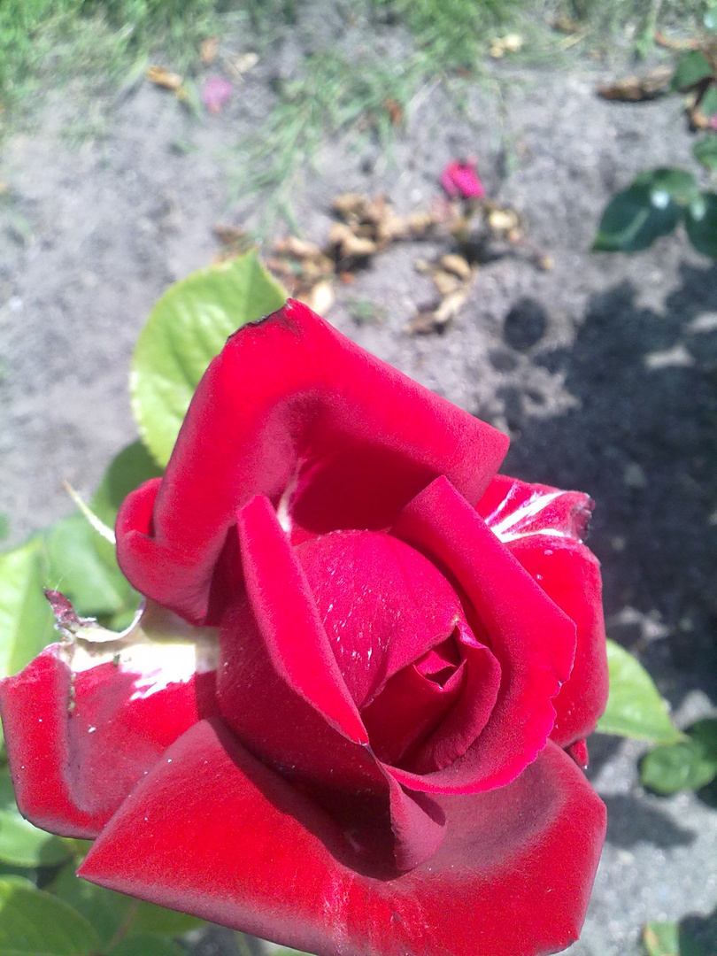 rose_rot