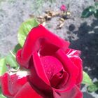 rose_rot