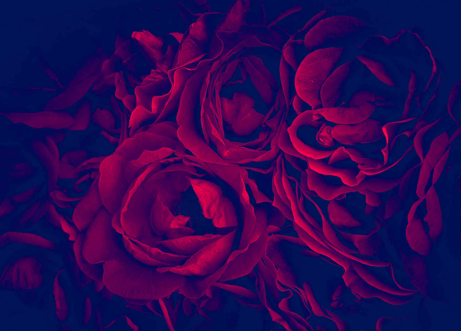                              -Roses-