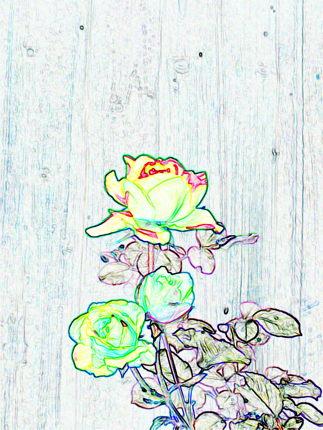 roses