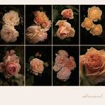 Roses.....