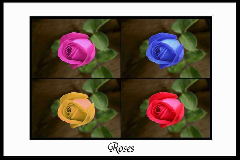 ~~~Roses~~~