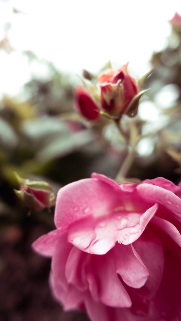 Roses after the rain