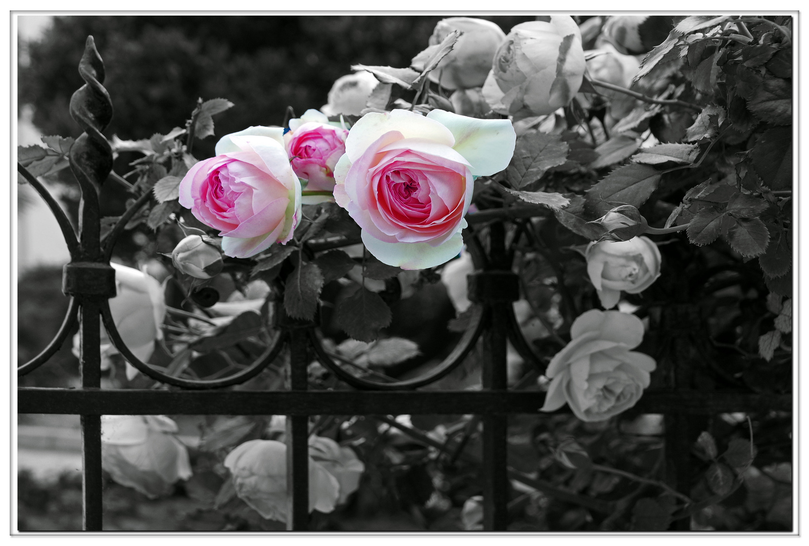 roses anciennes