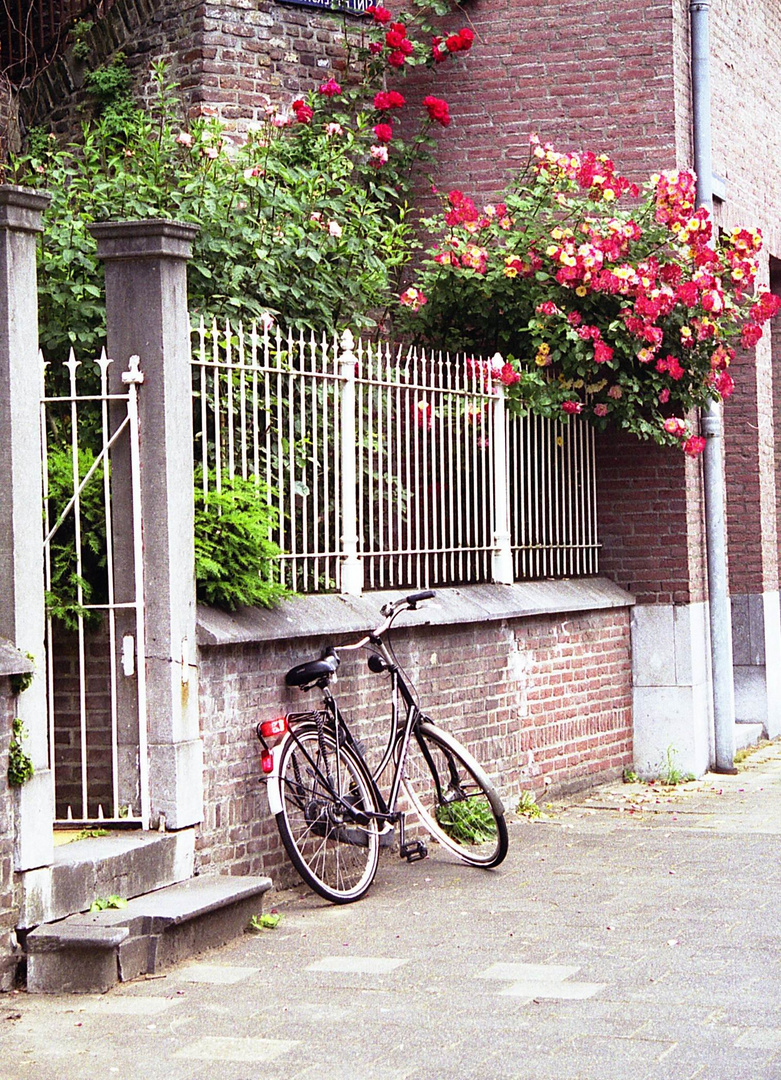 Roses and Bike