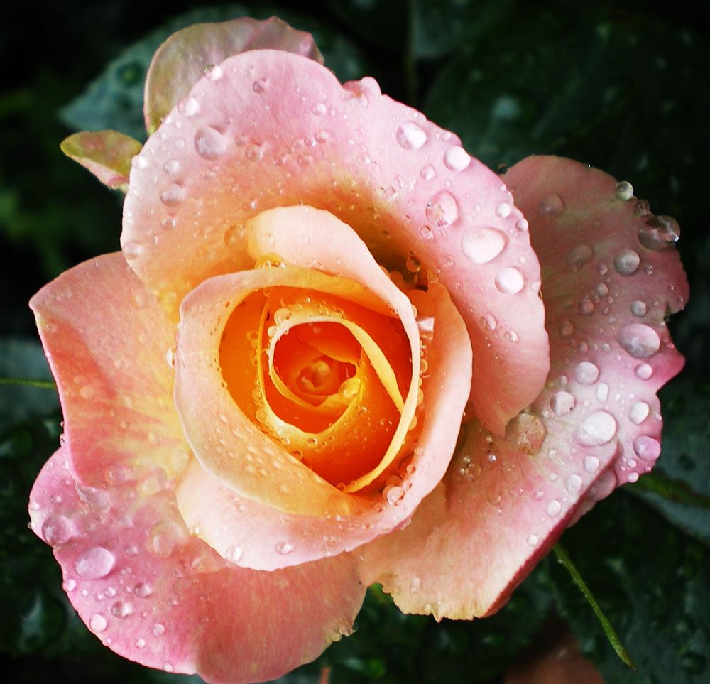 Roses après la pluie