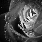 Roses are Black n White