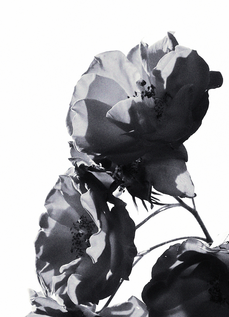 Roses Are Black & White