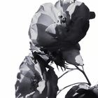 Roses Are Black & White