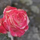 Roses are pink :)