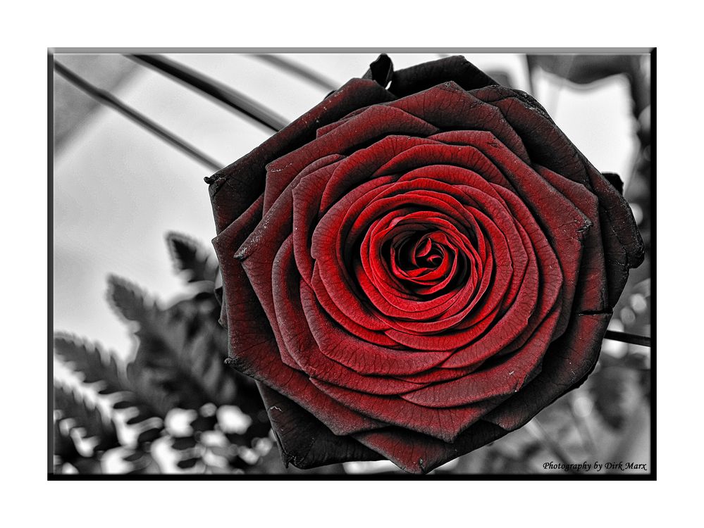 Roses are red