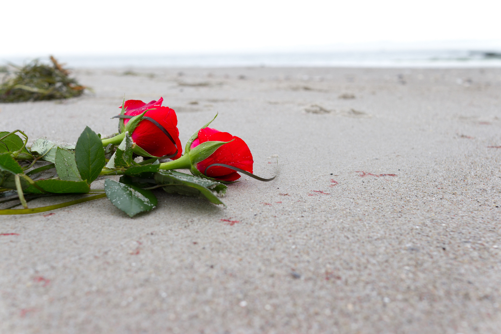 Roses at Beach