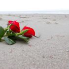 Roses at Beach