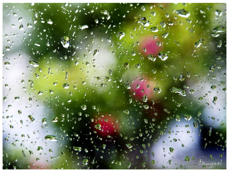 Roses Behind Glass