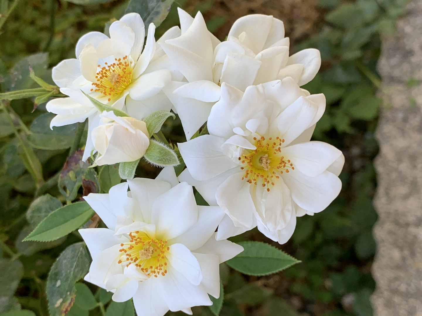 roses blanches 