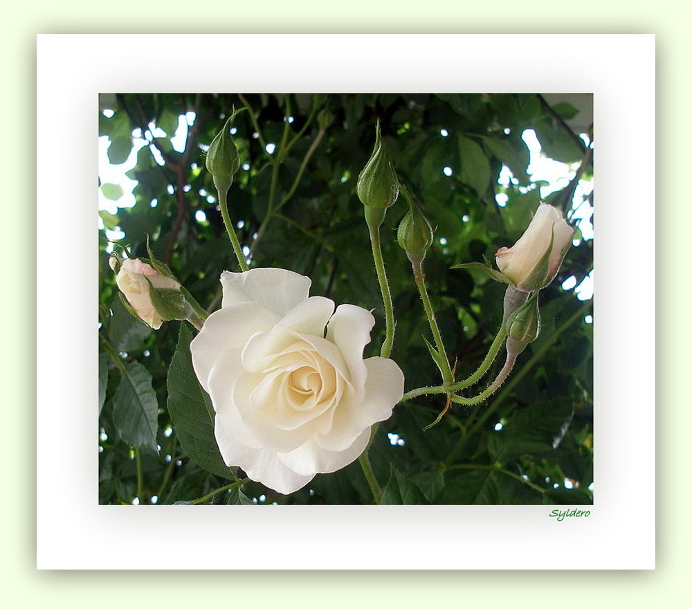 roses blanches