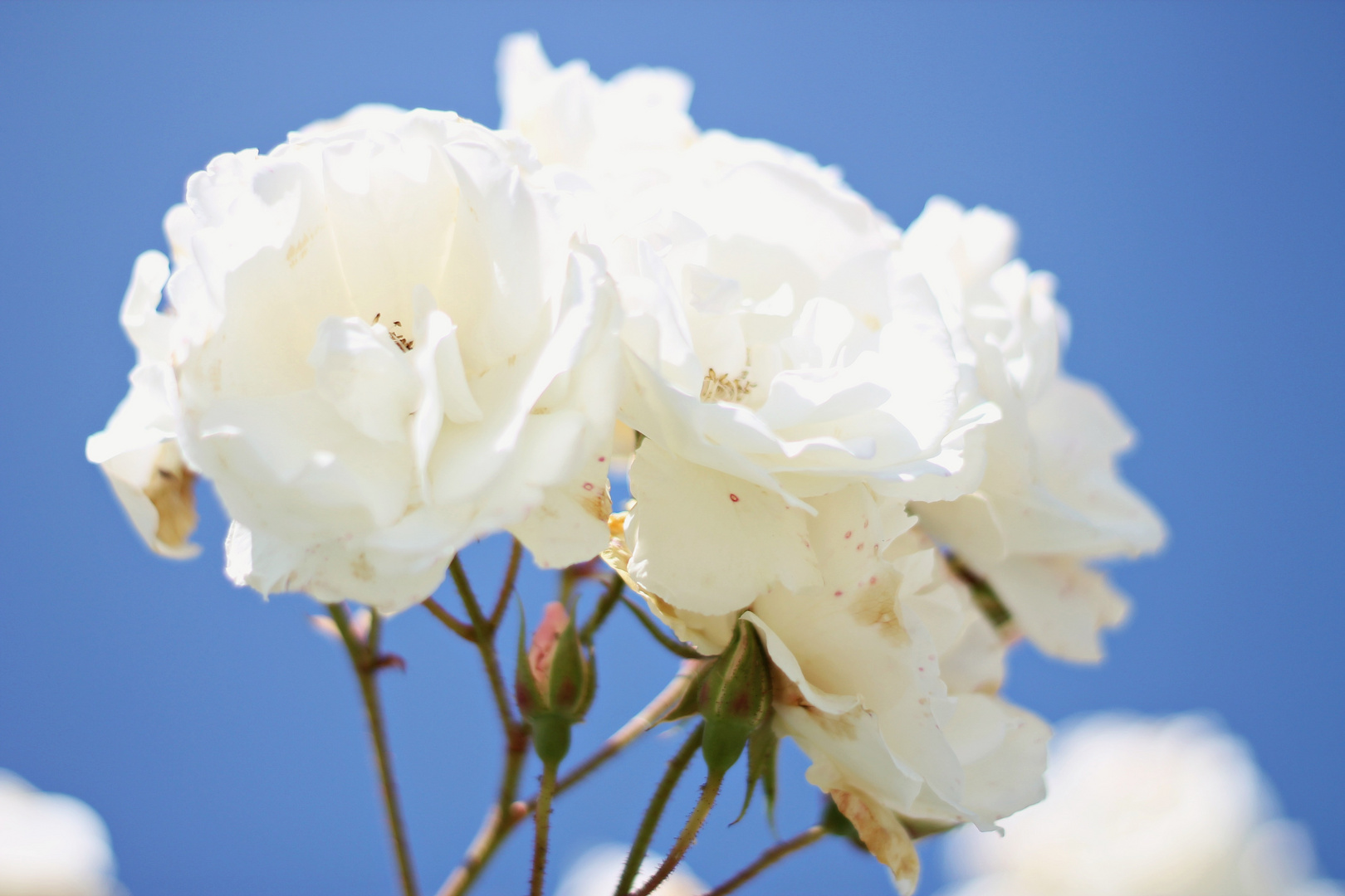 Roses Blanches