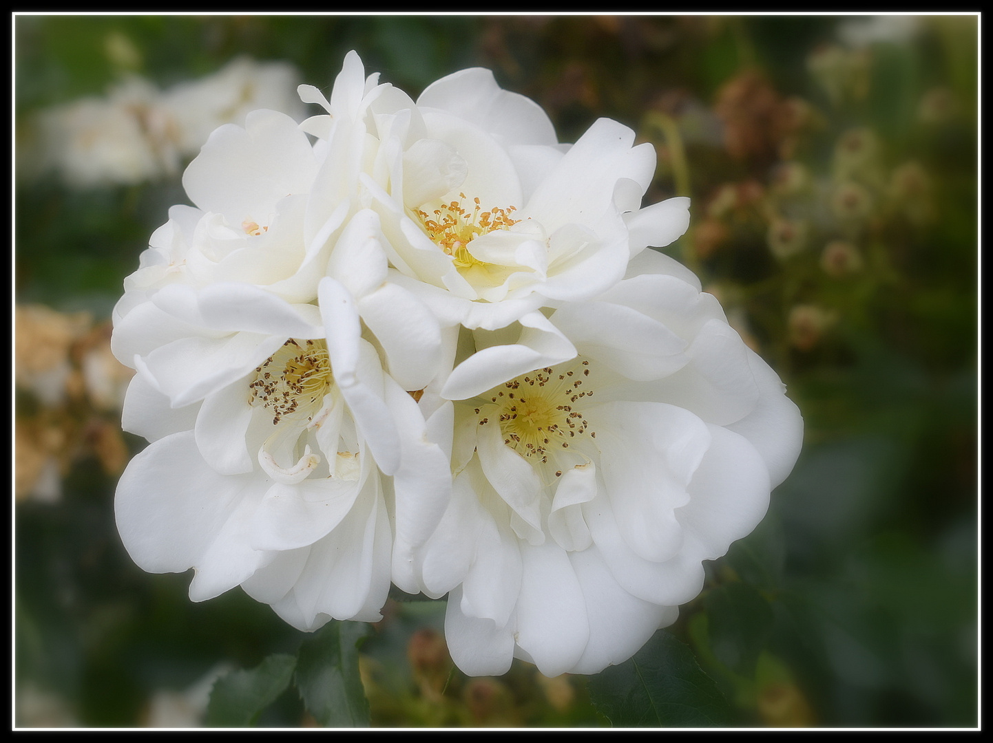 roses blanches