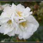 roses blanches