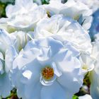 Roses blanches bretonnes