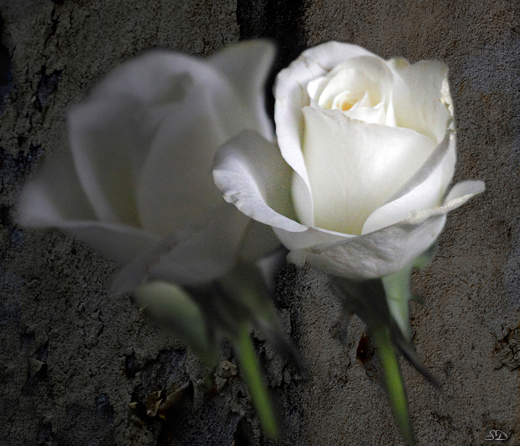 Roses blanches