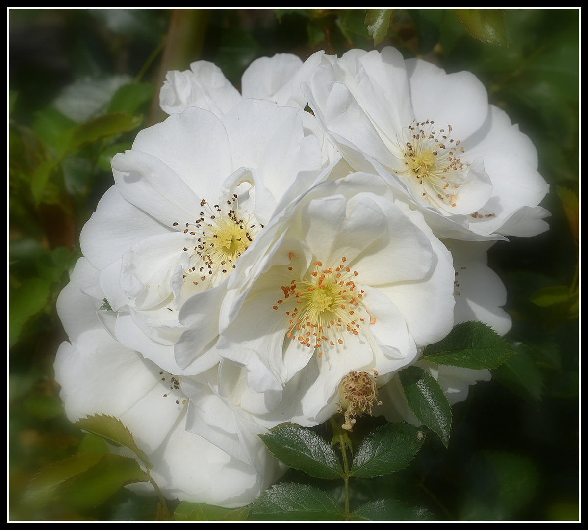 roses blanches