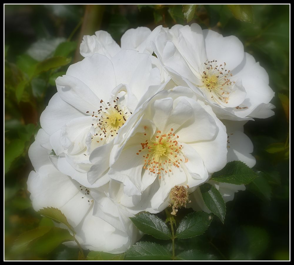 roses blanches