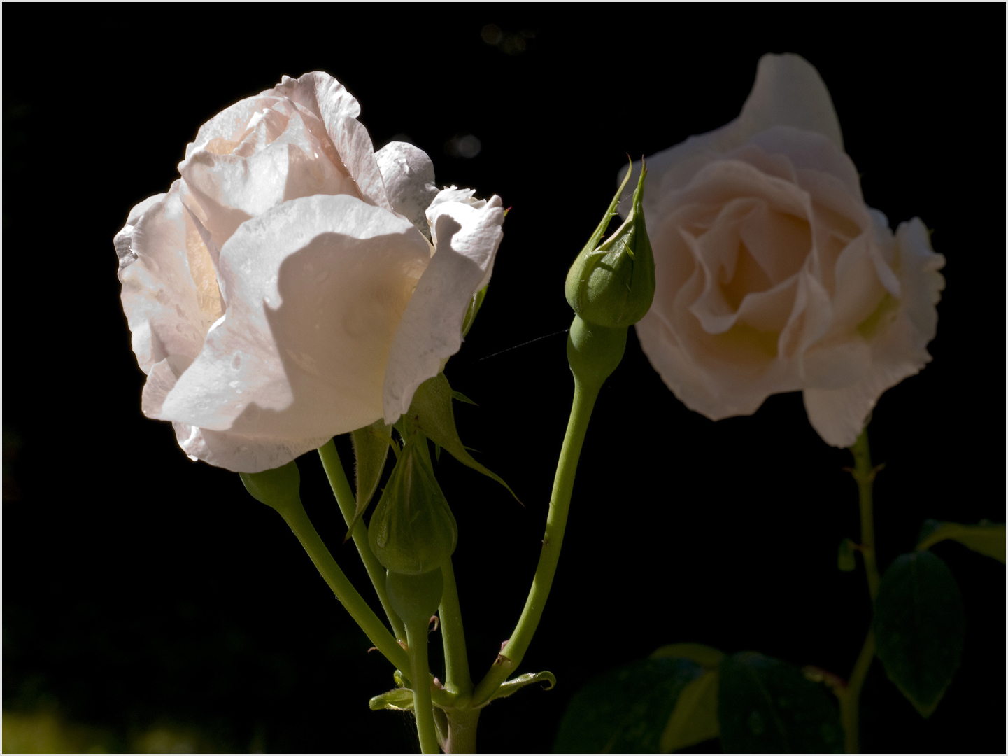 Roses blanches de mon jardin  --  Queen Elisabeth