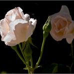 Roses blanches de mon jardin  --  Queen Elisabeth