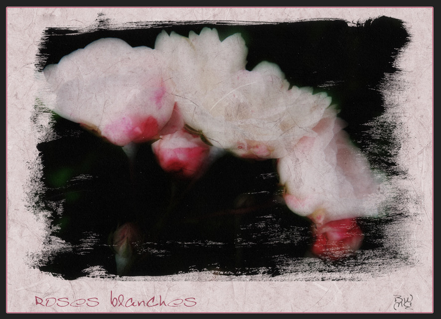 Roses blanches